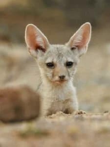 Safari Experience 10